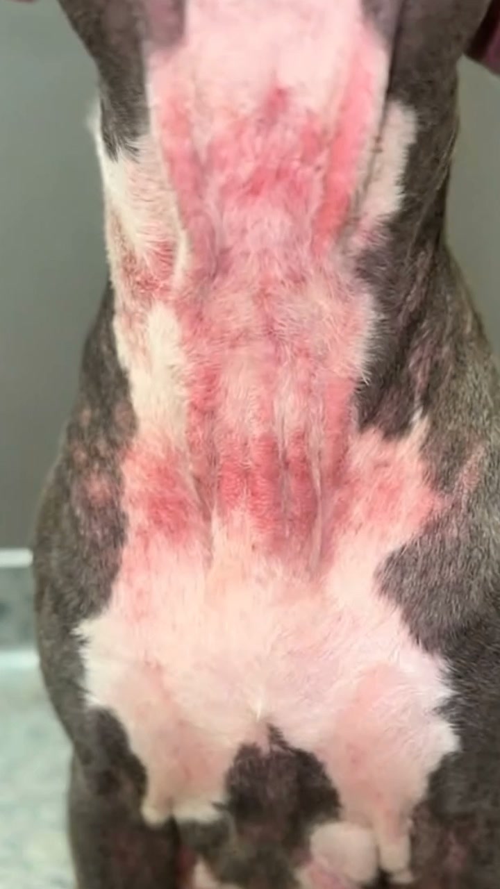 Top Liquid Collagen For Dogs