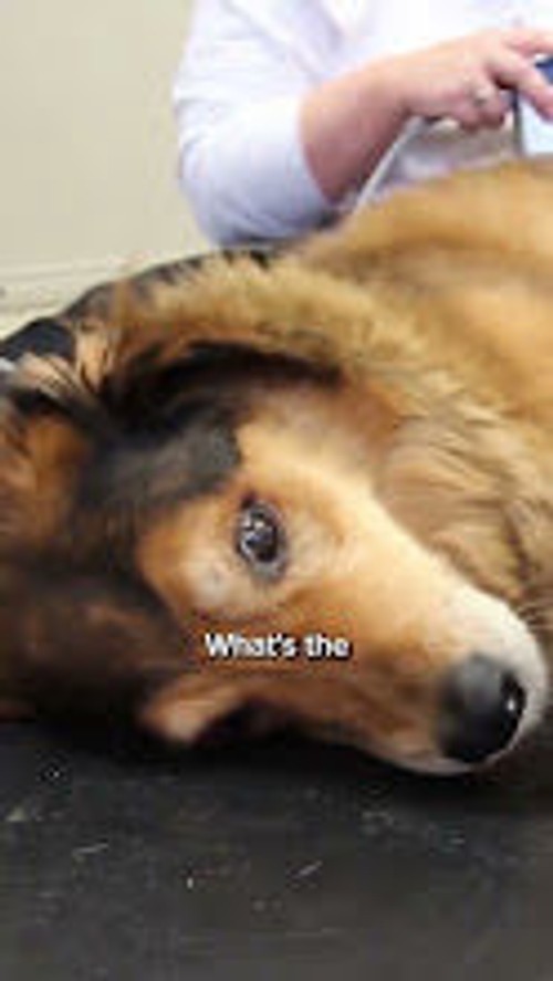 Help your dog move freely again