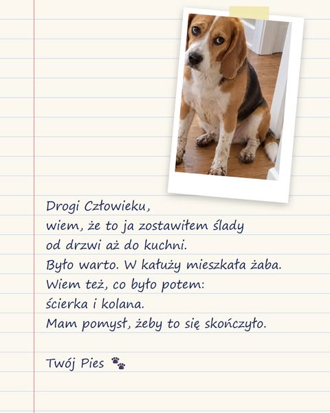 Pies przeprasza za ślady. I ma rozwiązanie.