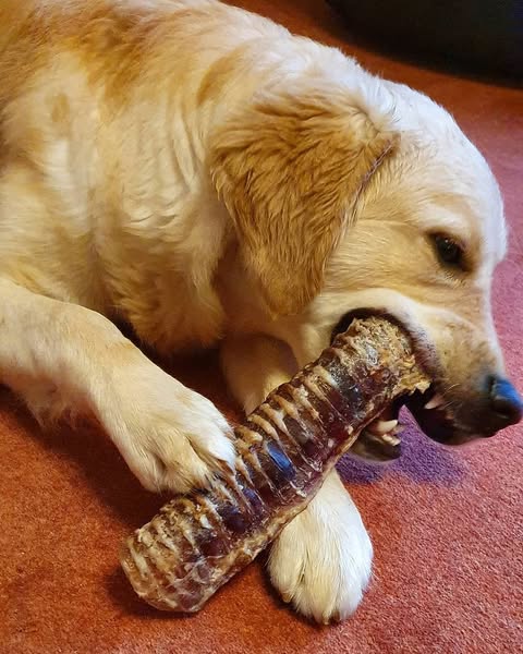 Long lasting dog chews
