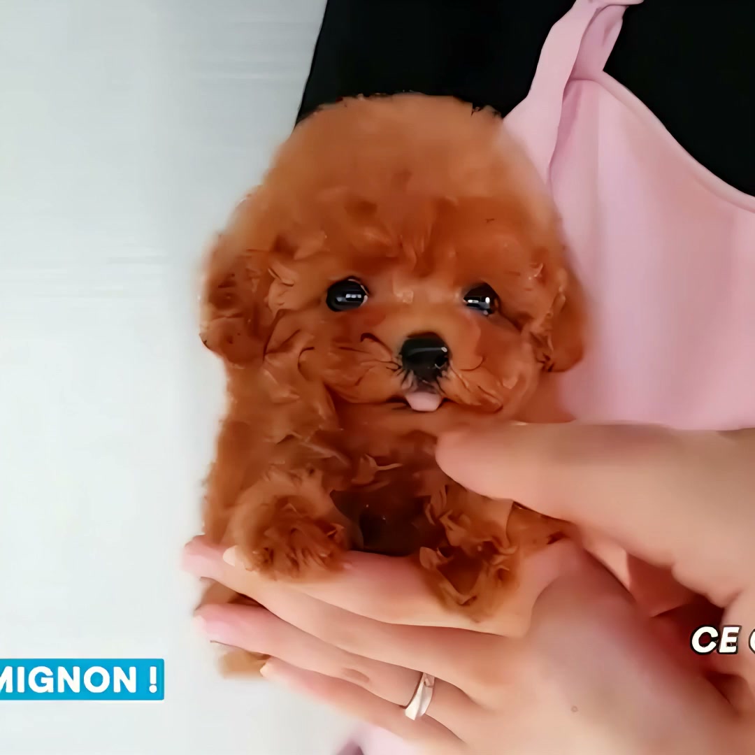 Le chiot, sans les contraintes