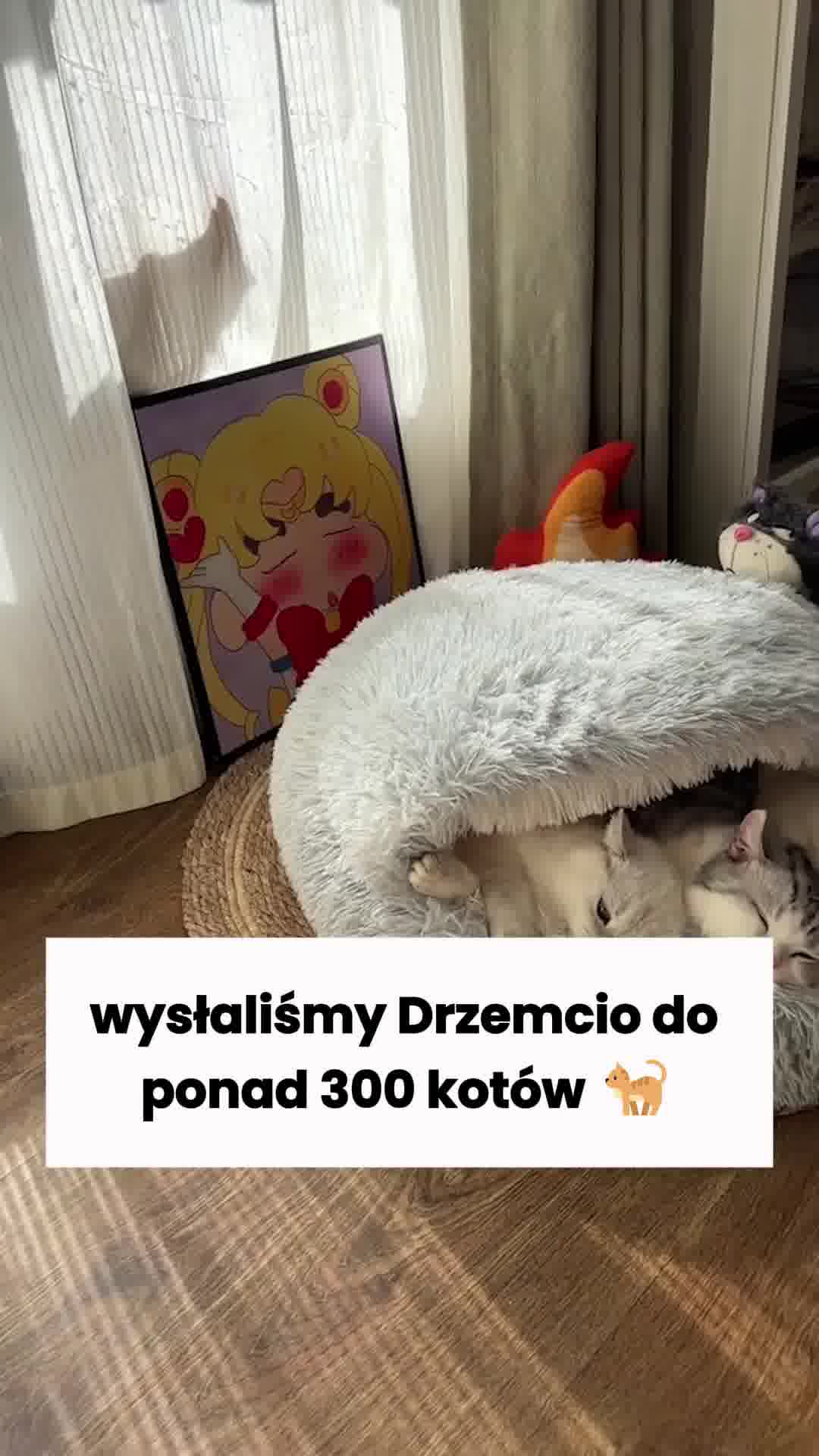 Legowisko, które daje kotu głęboki sen