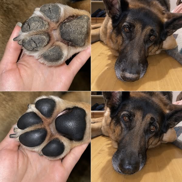 What I Got Wrong About Senior Dogs' Paws for Years