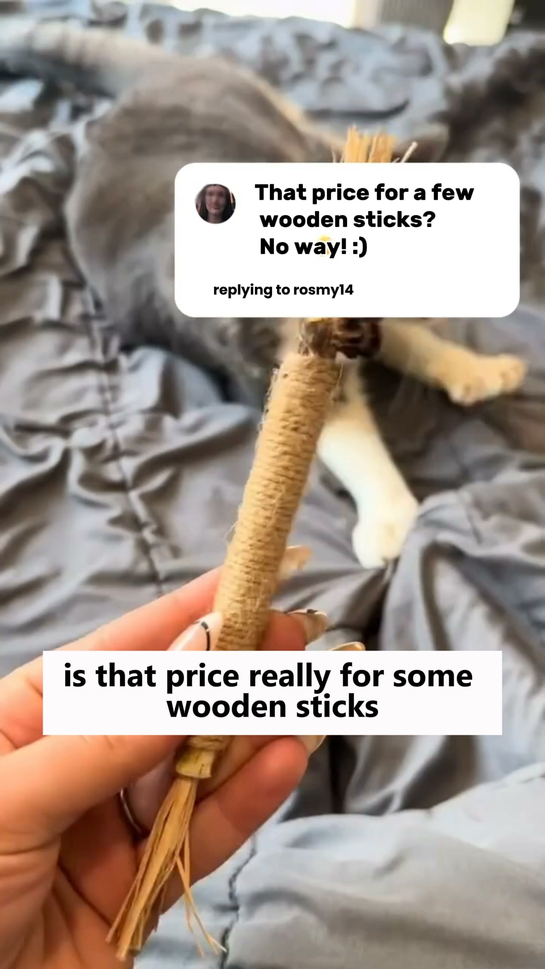 Give Your Cat the Care They Deserve