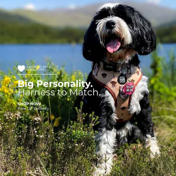Big Personality. Harness to Match.