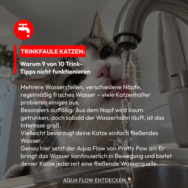 Deine Katze ignoriert jeden Wassernapf?