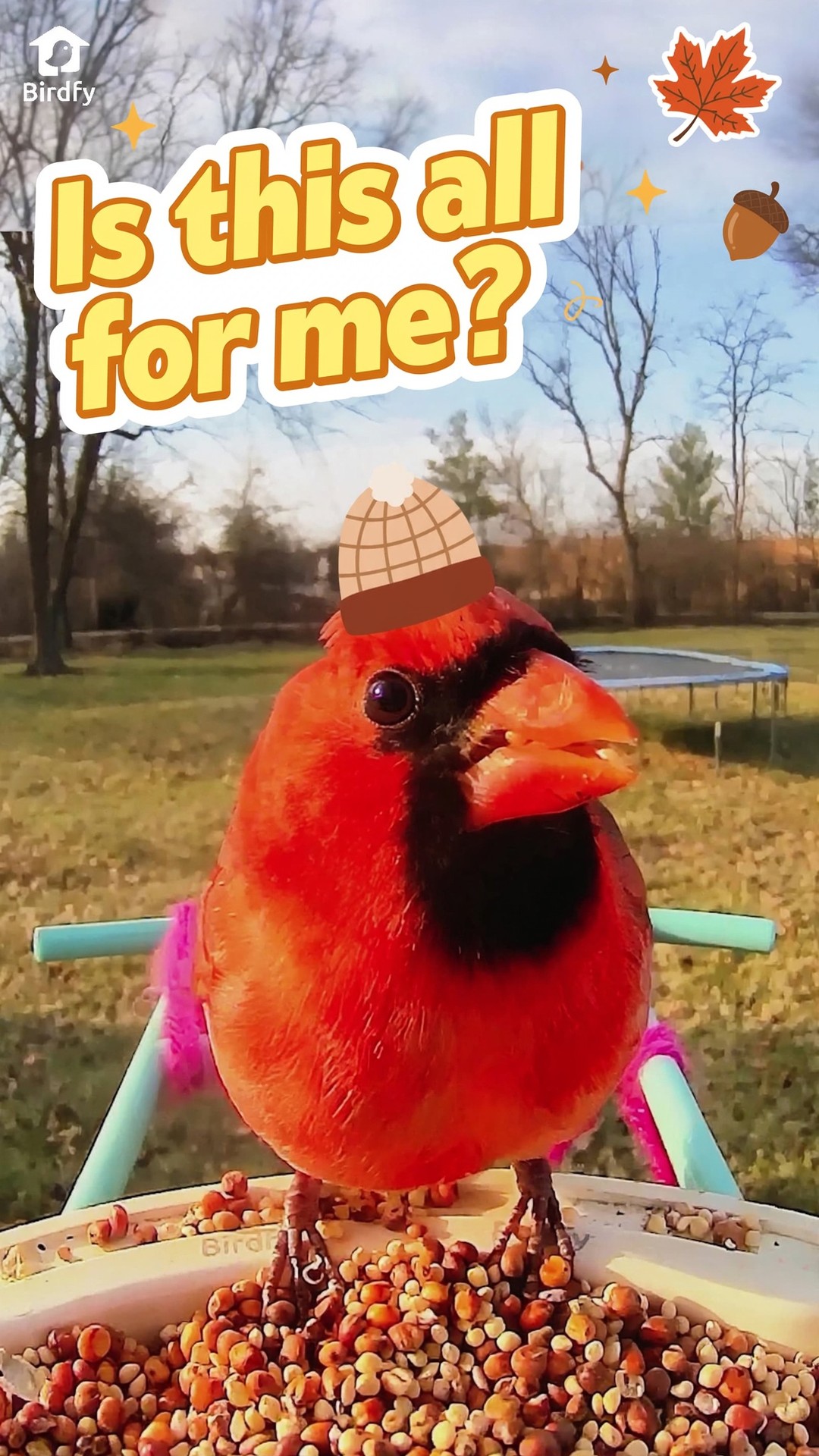 Add Stickers to Your Bird Videos