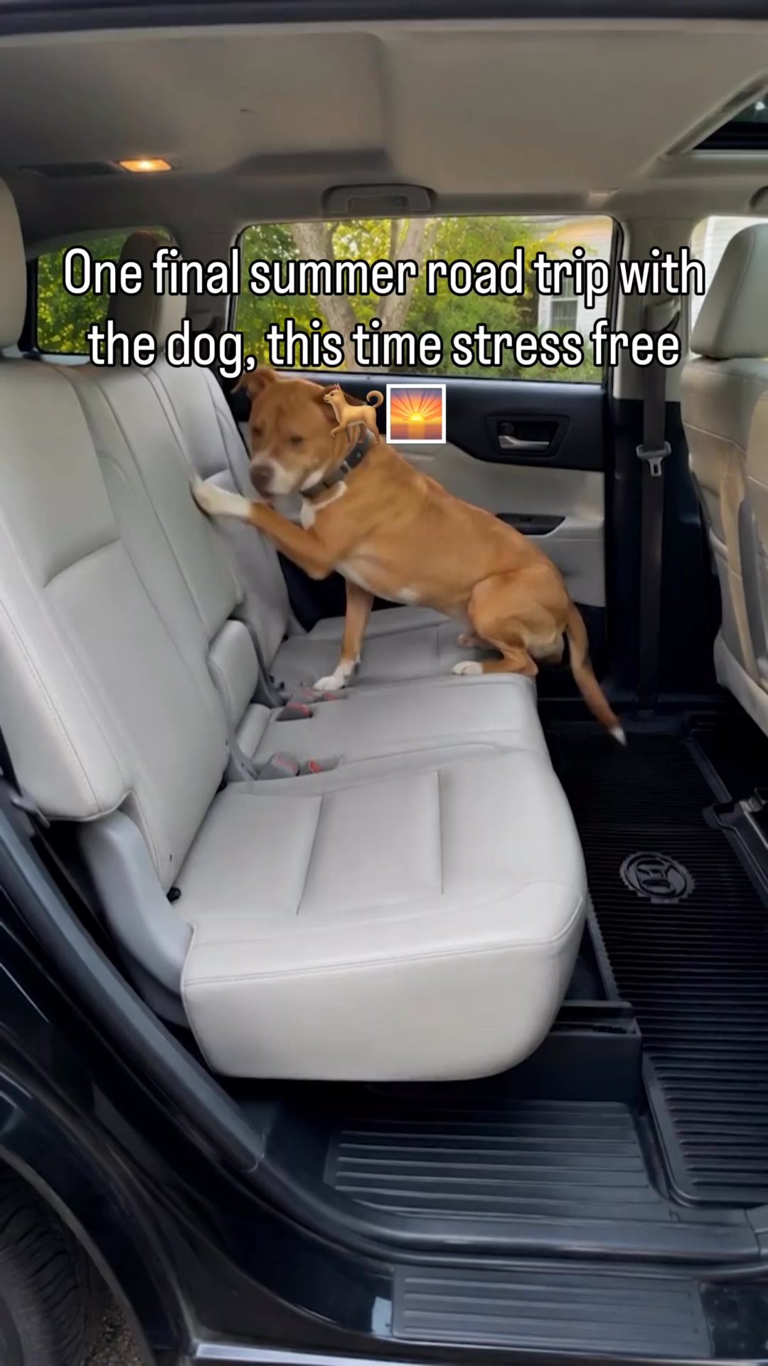 Safe & Comfy Rides in 1 Easy Step