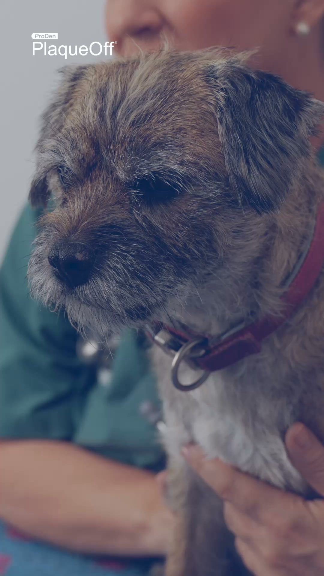 Get a free Dental Guide for your dog!