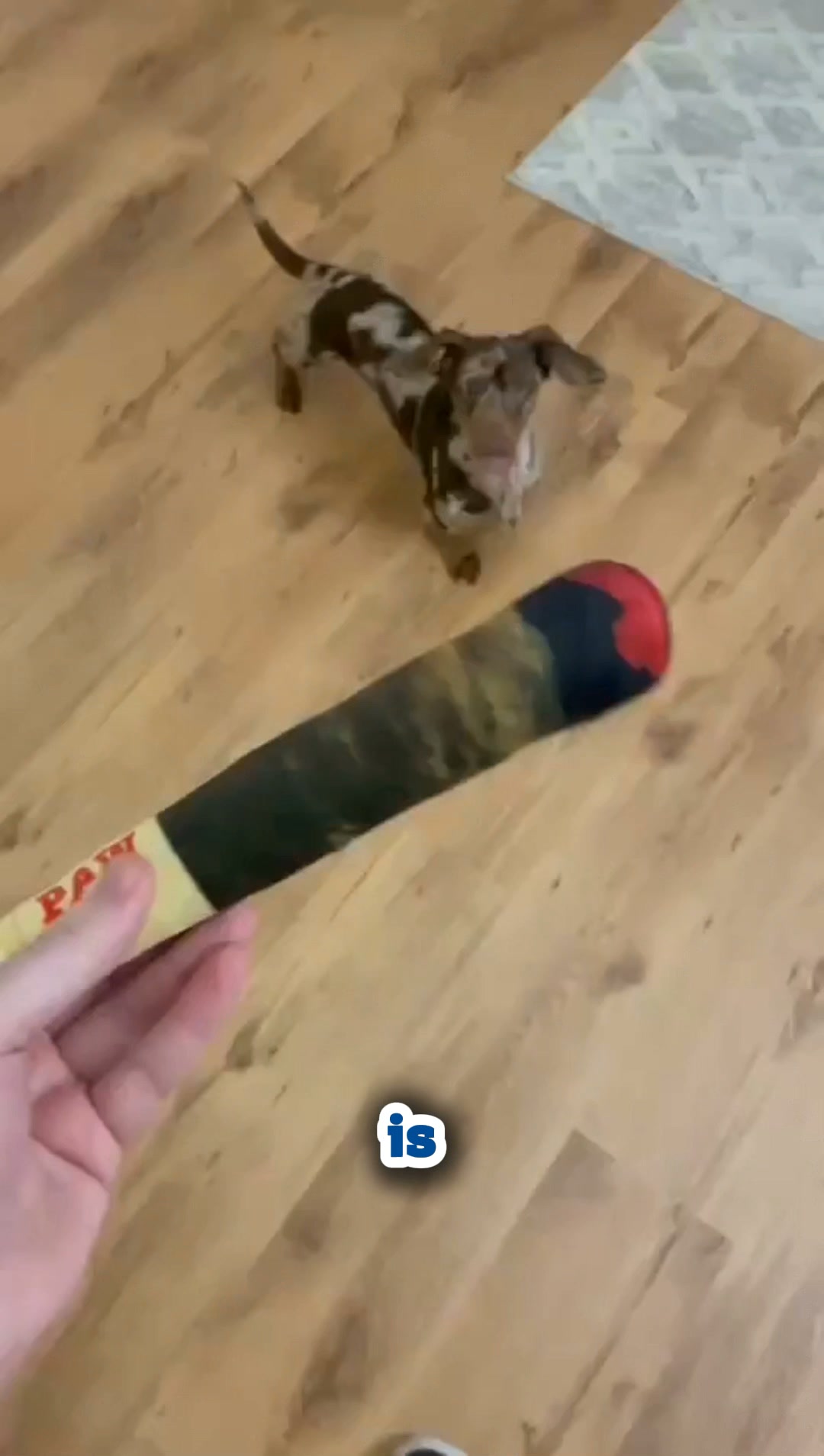 Pawgars™ | Cigar Chew Toy