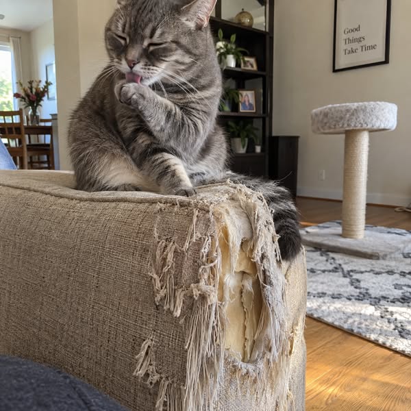 Cat rescue reveals a genius trick for claw care