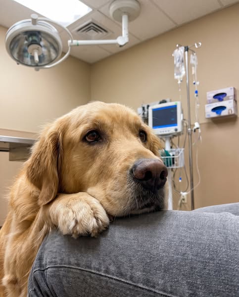 My Vet Plugs This In for Her Own Dog. She Booked Mine for £1,600.