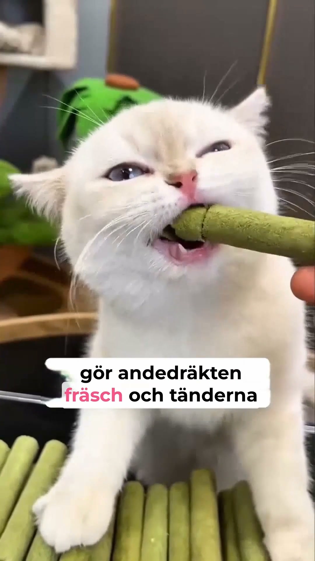 En gladare katt väntar