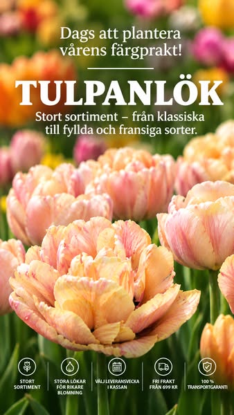 Årets sortiment av tulpanlökar