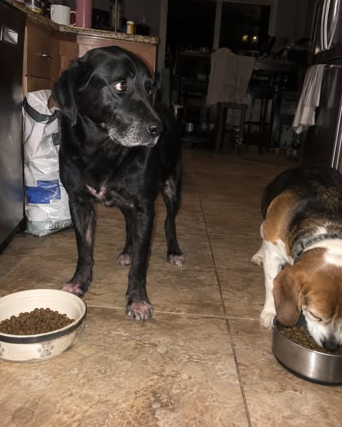 I Was Crying In My Driveway Over A Bag Of Dog Food. Then My Neighbor Knocked On The Window.