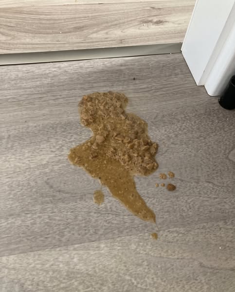 Loki Murió A Los 6. Simba Empezó A Hacer Lo Mismo