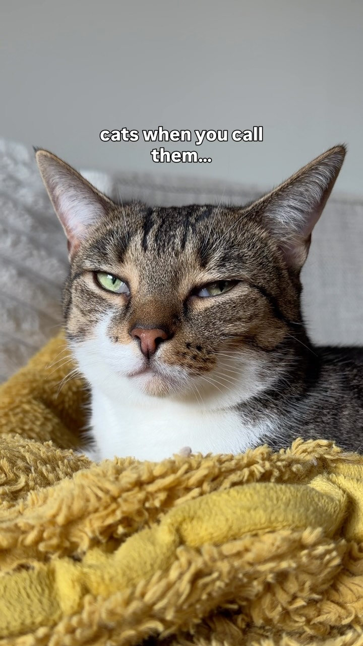 Anúncio de Cat Tigrous