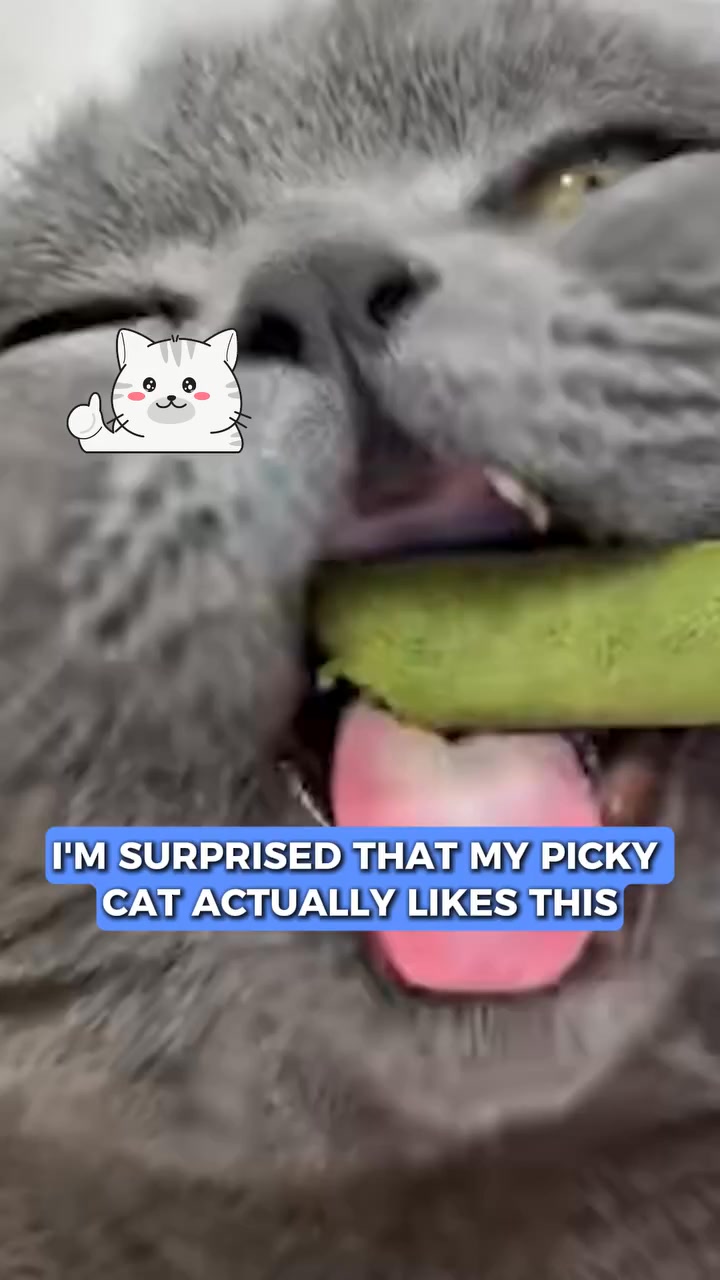 One Treat. Endless Cat Health Benefits.