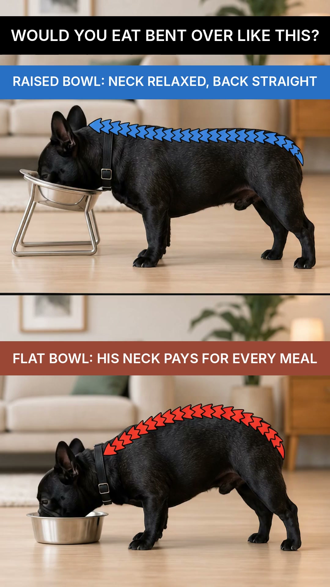 SteelPaw™ Raised Bowl