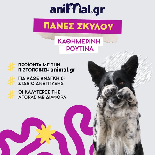 Πάνες για σκύλους