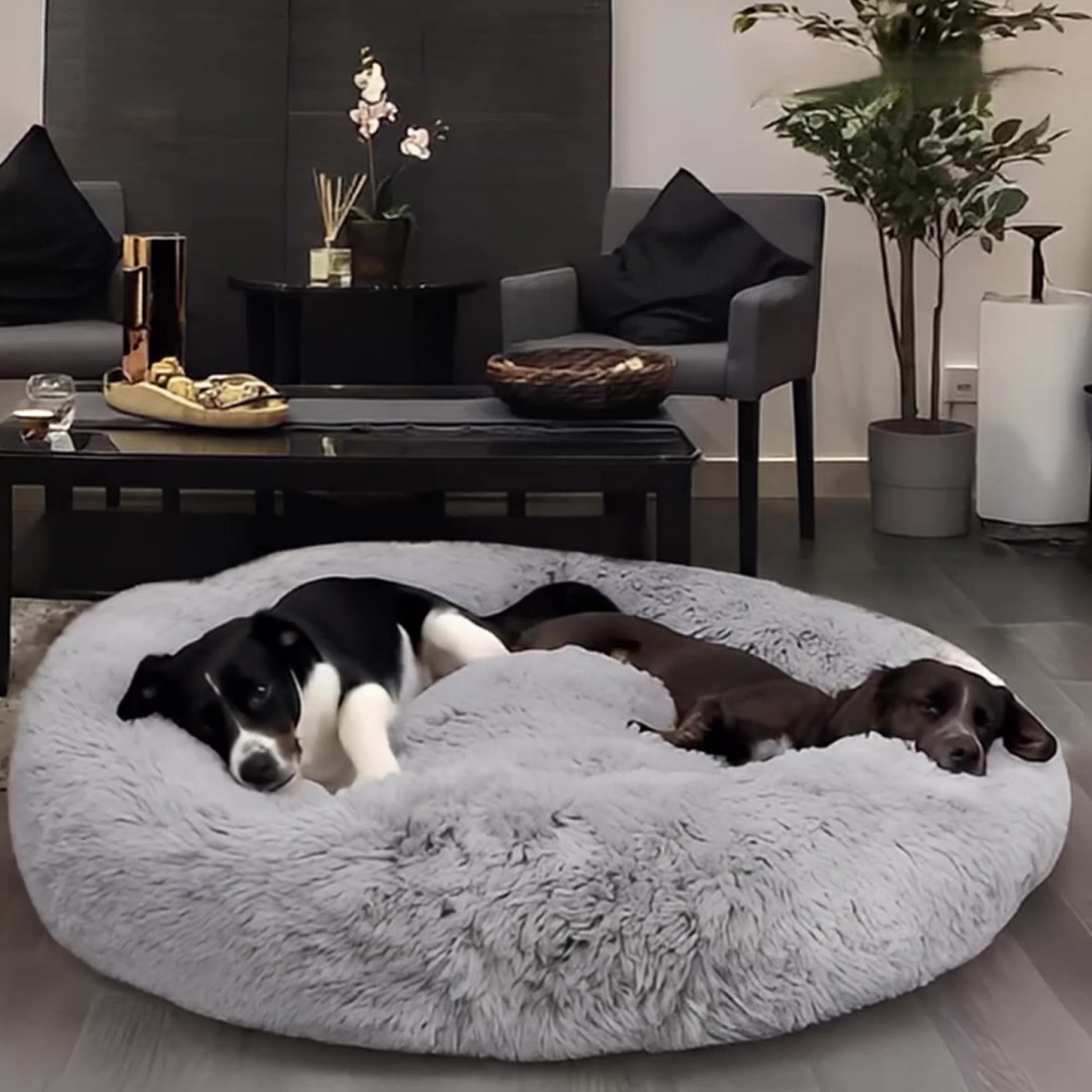 Jouw Hond Gaat Dit Geweldig Vinden!