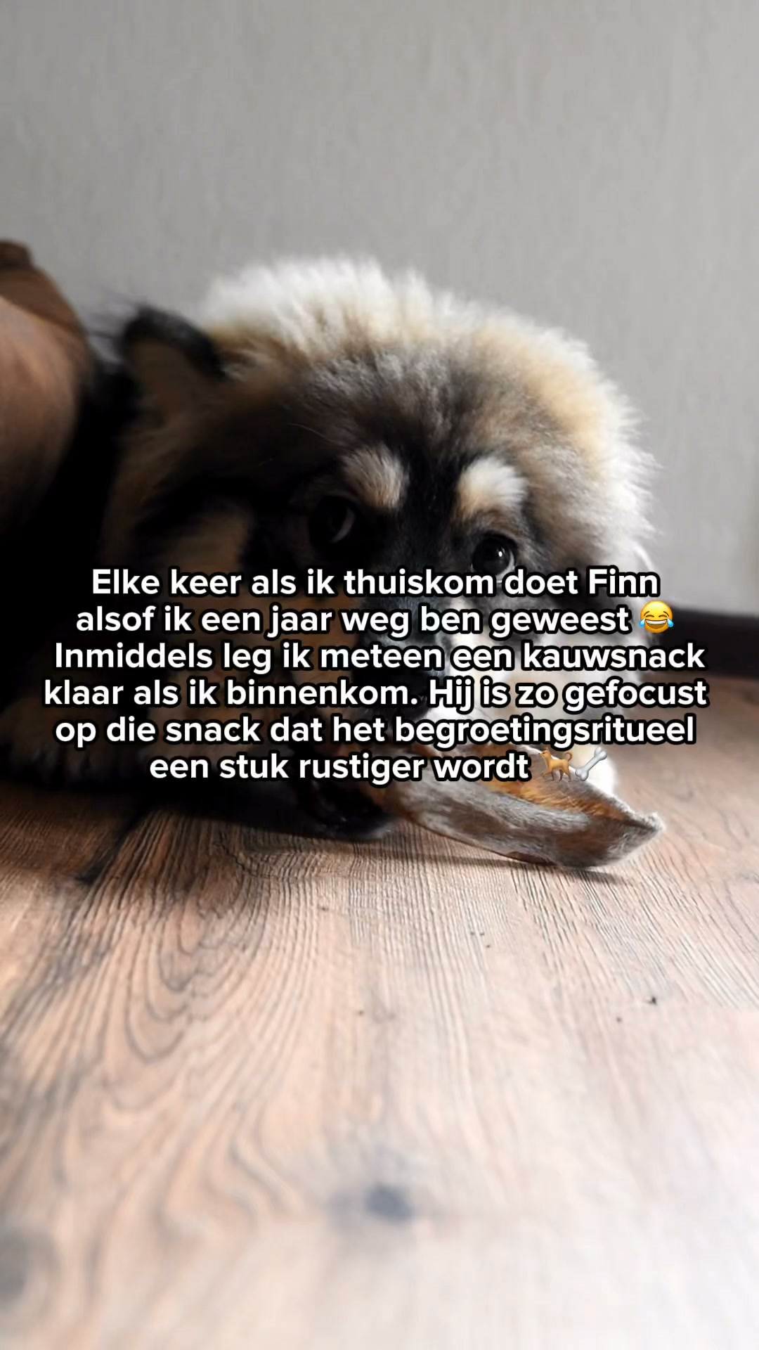 Ontdek de snackbox voor jouw puppy