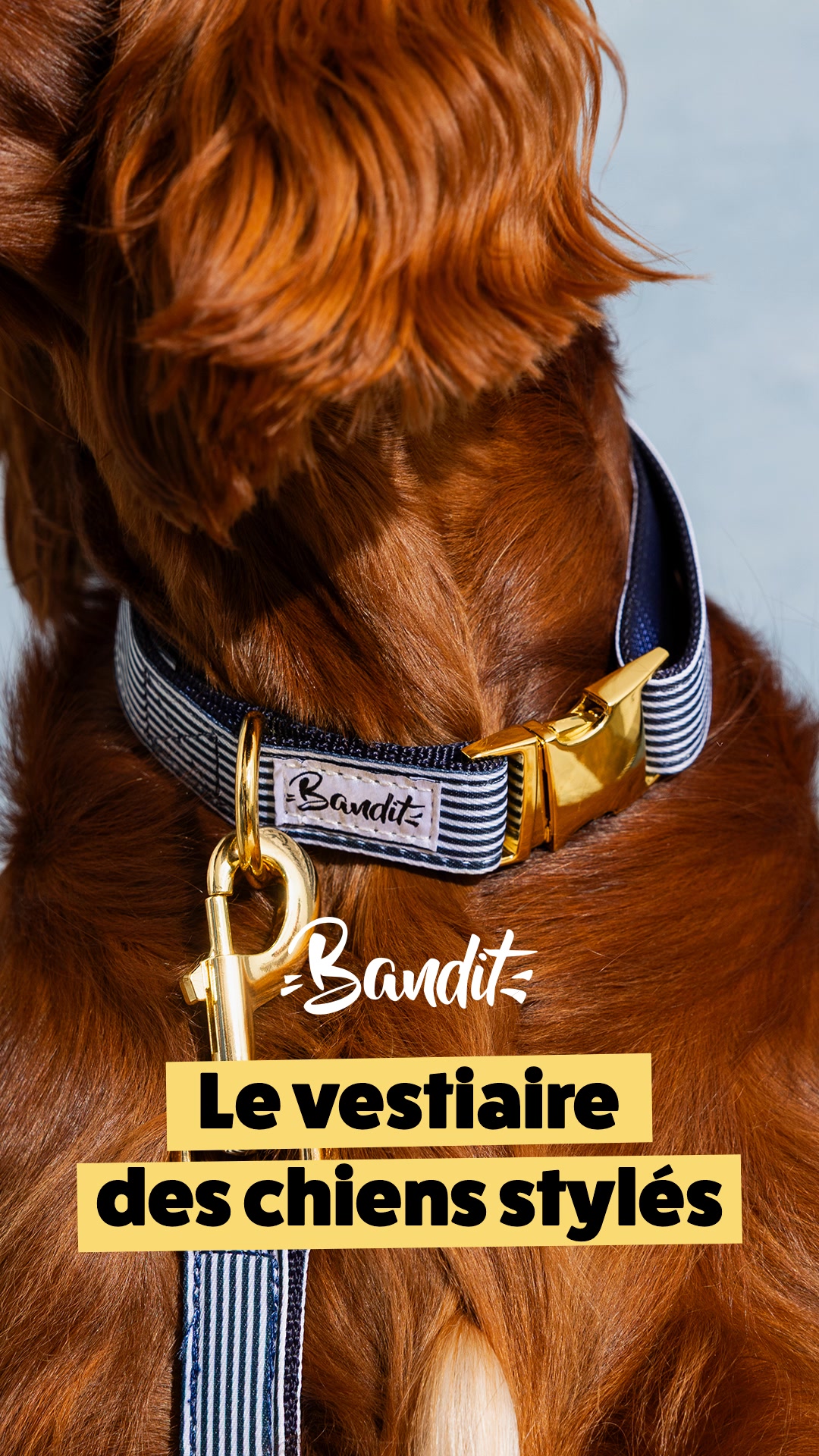 4,8/5 par plus de 5 300 chiens stylés