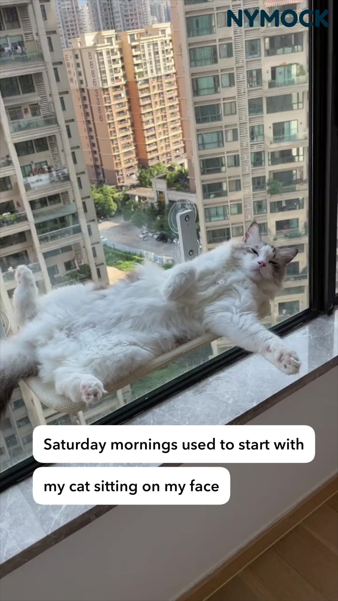 A Happier Indoor Cat Starts Here