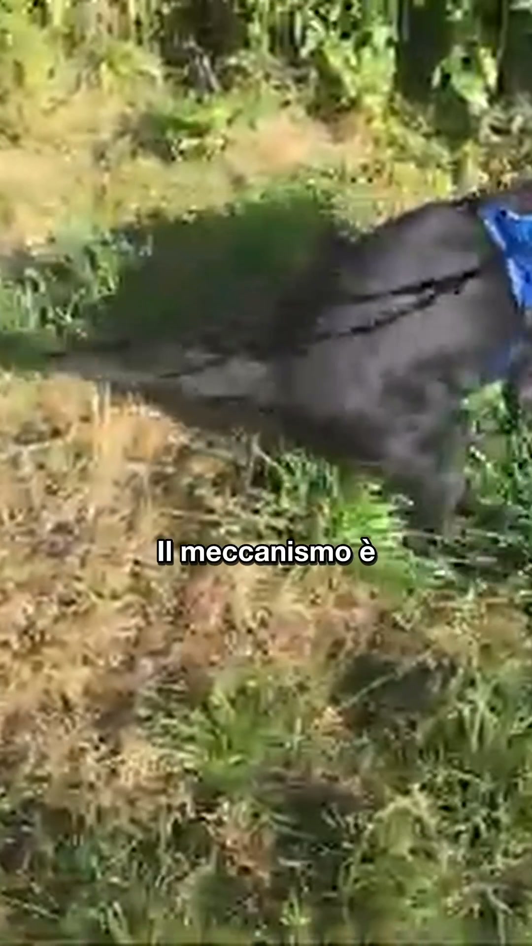 Svuota le ghiandole perianali senza doverle far spremere