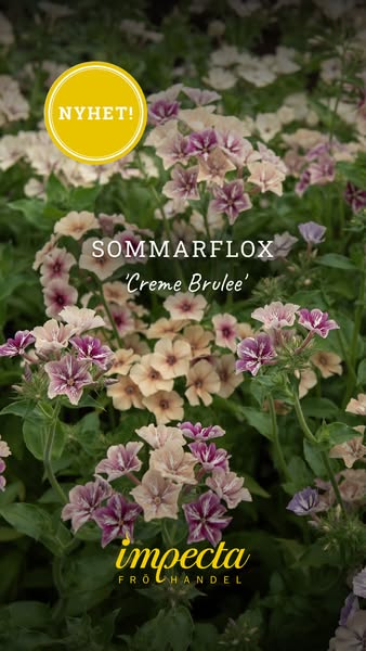Sommarflox 'Creme Brulee'