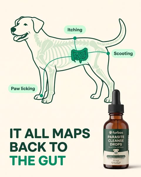 Stop Treating Your Dog In Pieces