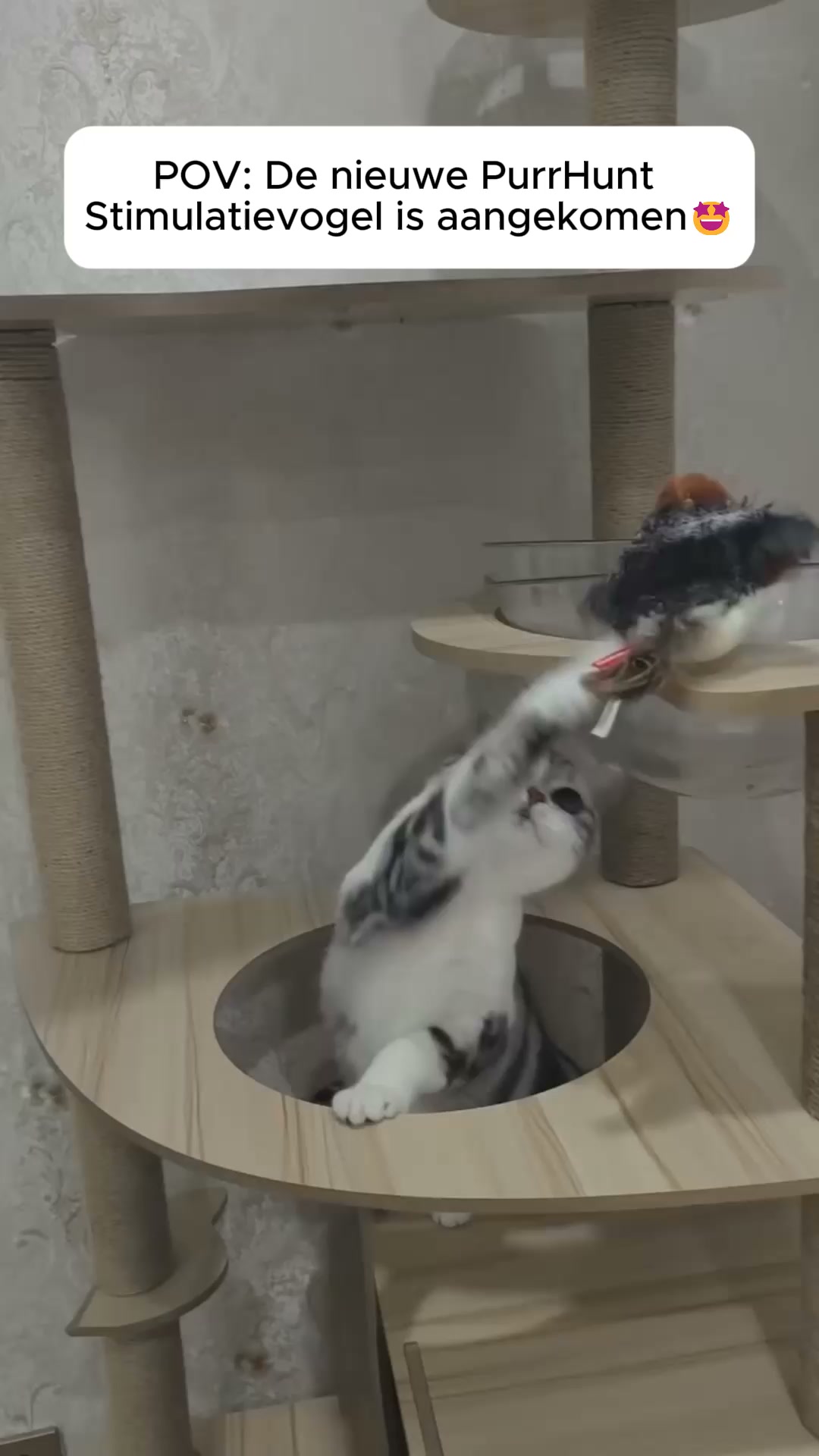 Anti-verveling voor je kat