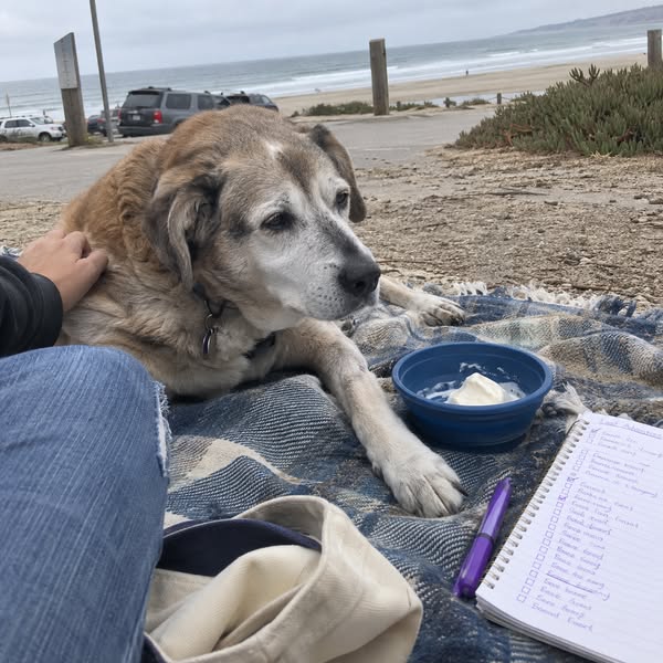 For anyone with an older dog