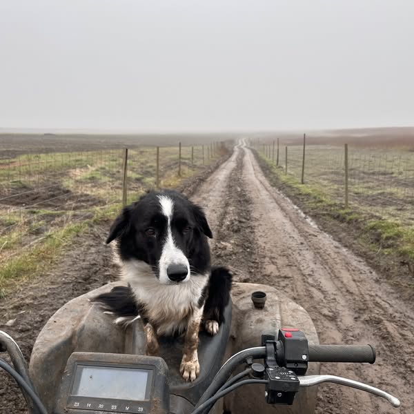 The One Thing Your Dog Actually Needs
