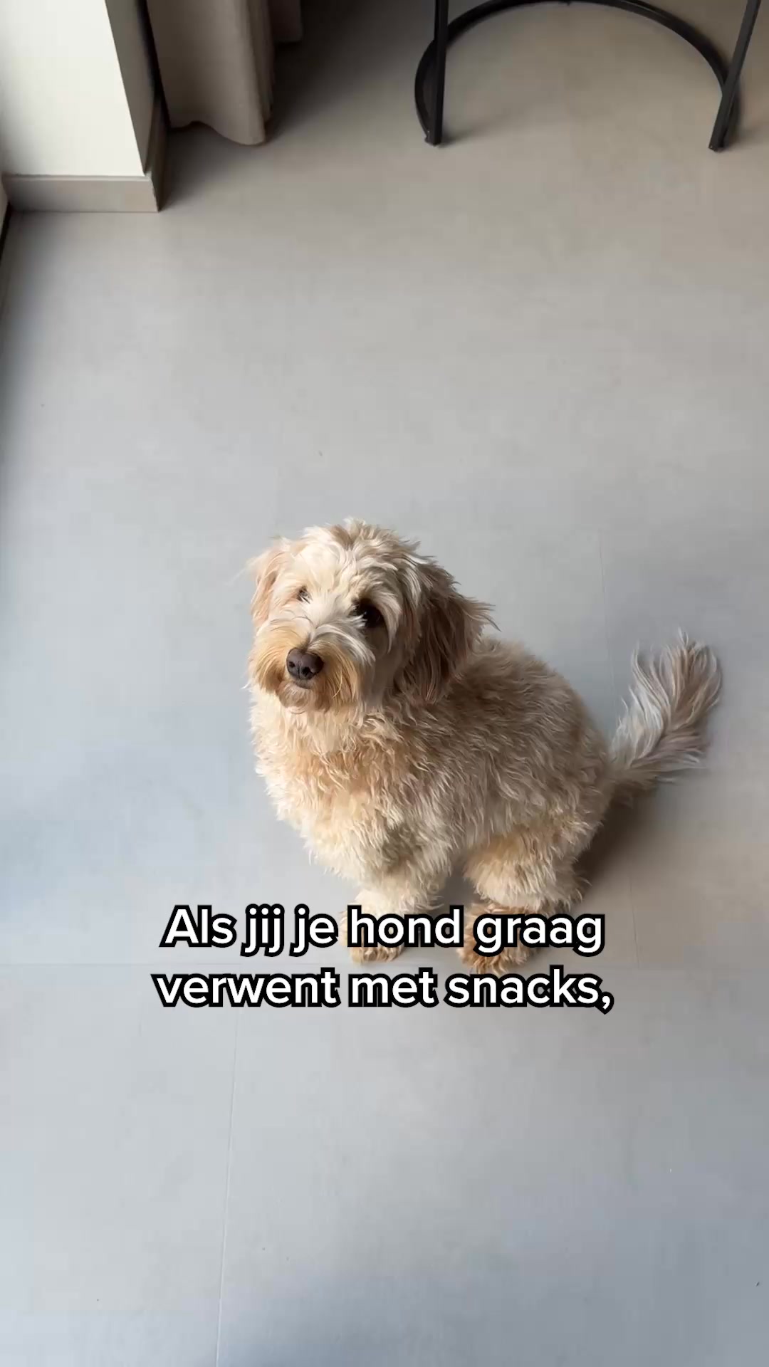 Ontdek de snackbox voor jouw hond