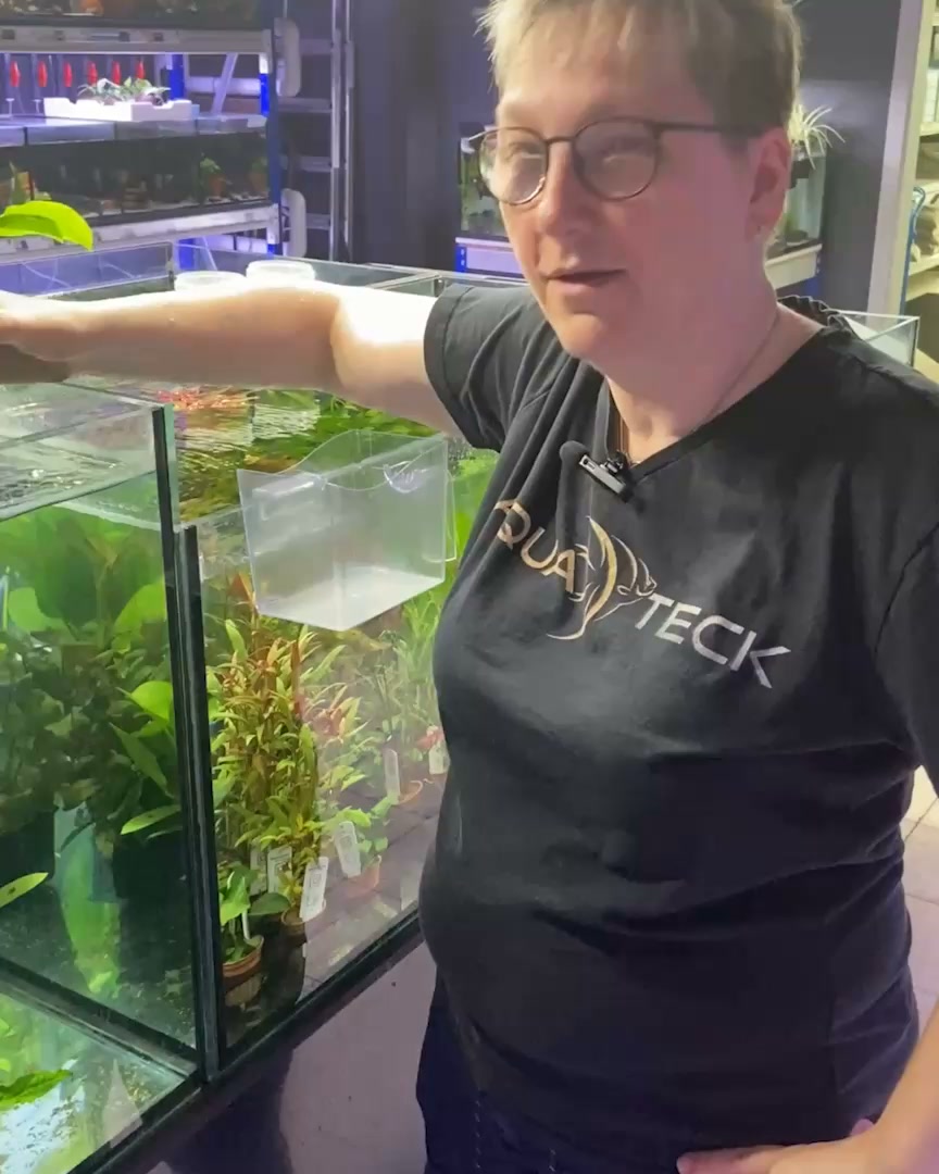 Kräftige Pflanzen für große Becken