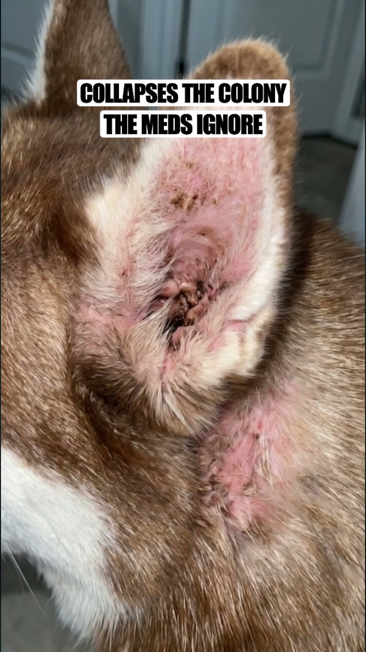The Fastest Relief for Itchy, Smelly Dog Ears