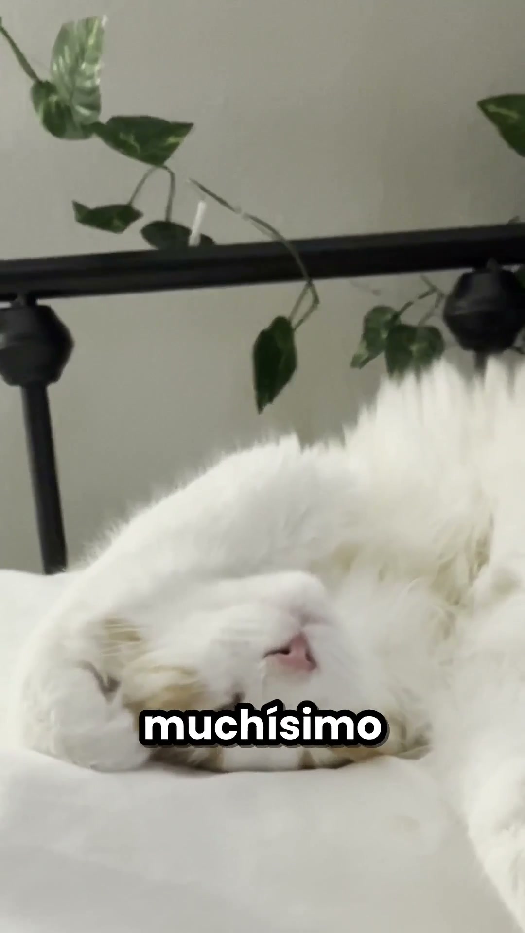 Algo que SÍ puede morder