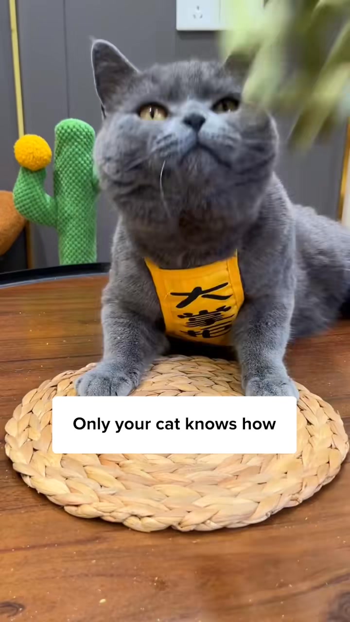 One Treat. Endless Cat Health Benefits.