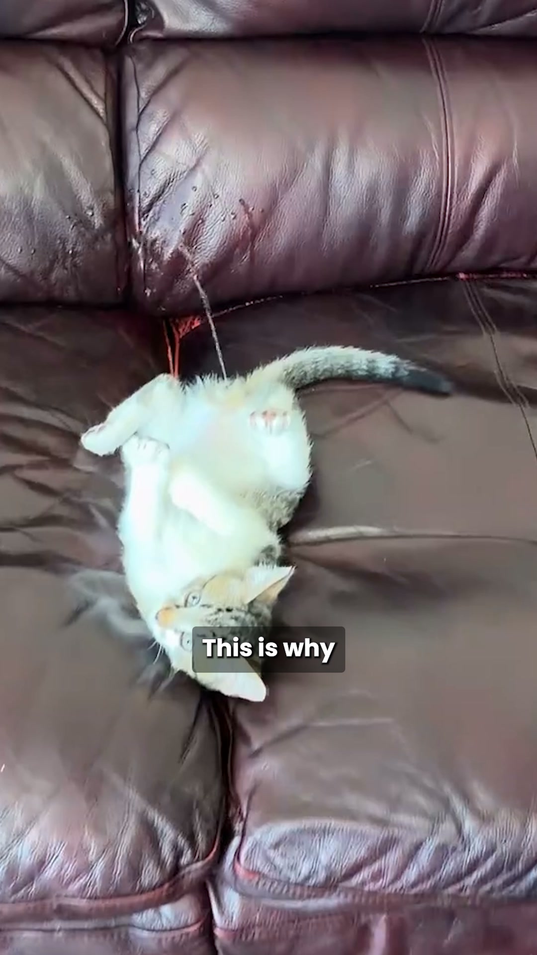The Real Reason Behind Cat Stress