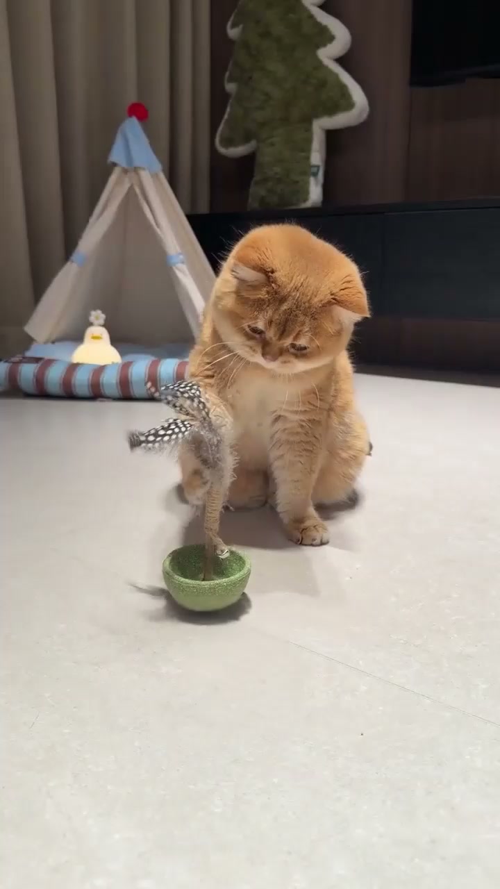 #1 Zahnspaß für Katzen
