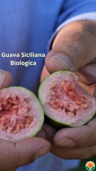 Guava Fresca Frutto Biologico Siciliano Vendita Online