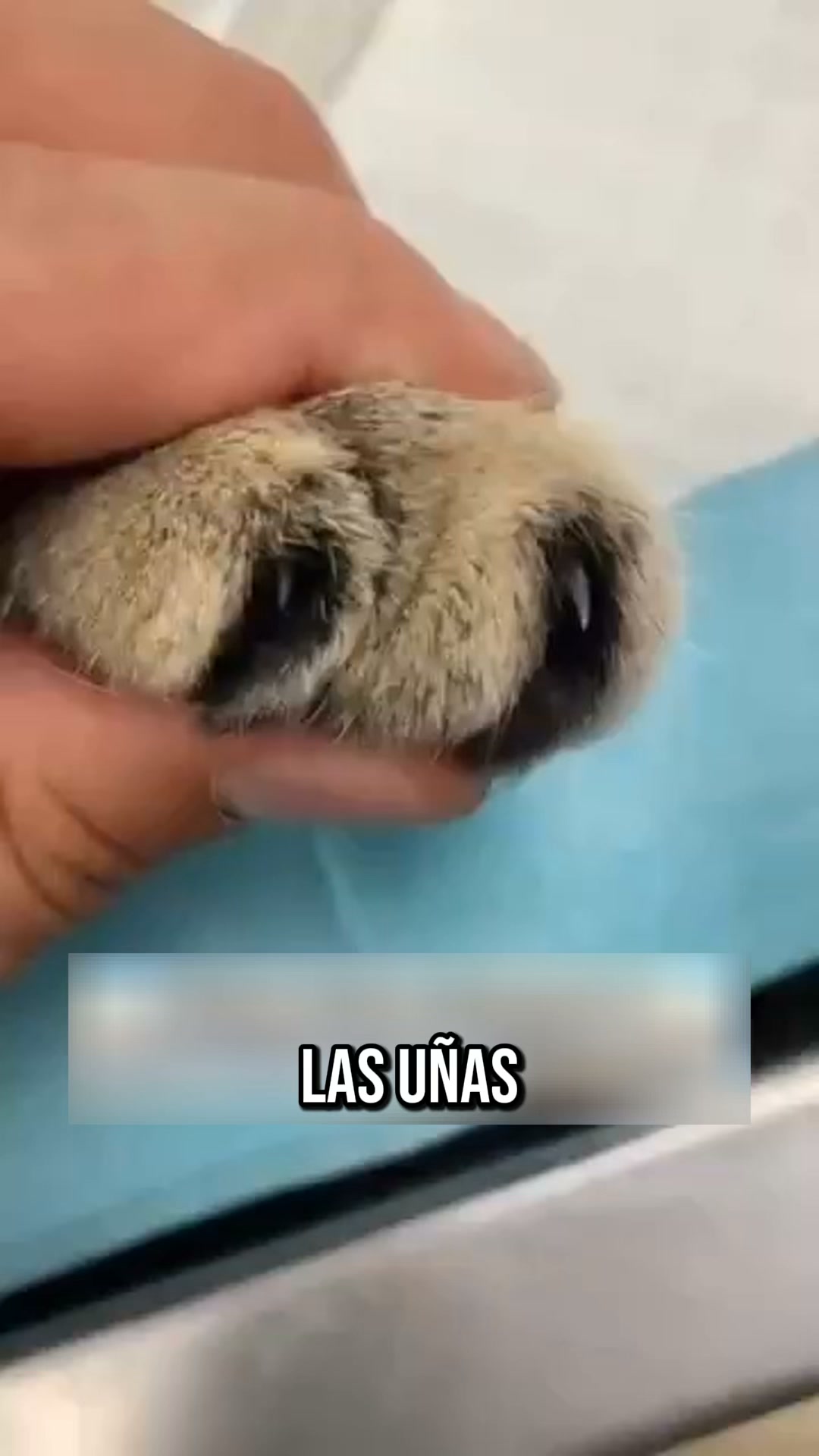 Salva tu sofá de las uñas de tu gato