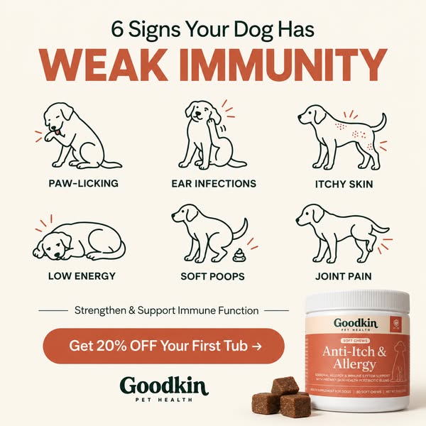 6 Signs Your Dog Needs Support