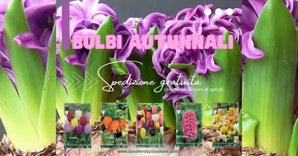 È ora di piantare! Scegli i tuoi bulbi autunnali e approfitta della spedizione gratuita da 34,50€!