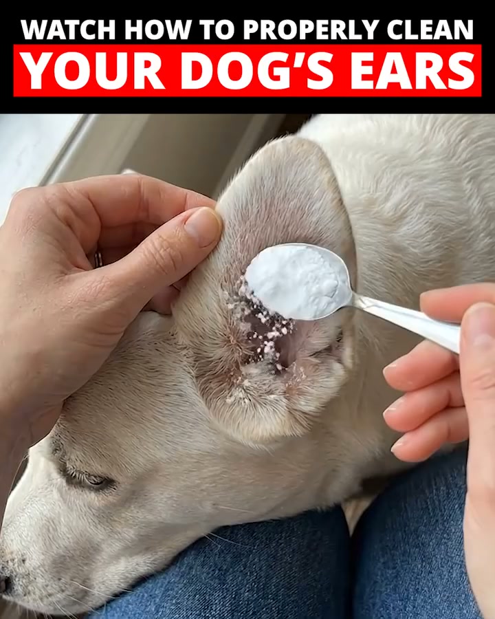 Do THIS to clean Gunky Dog Ears (Genius)