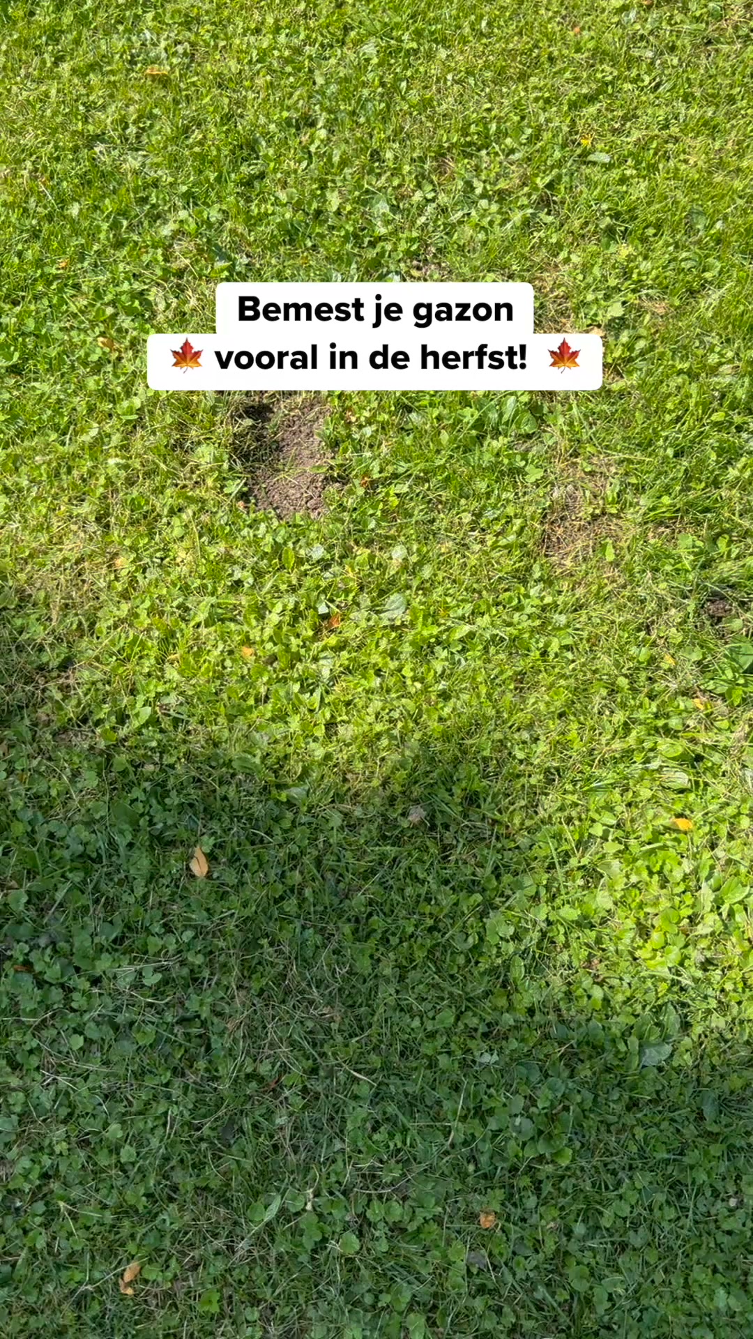 Je gazon redden na de zomer