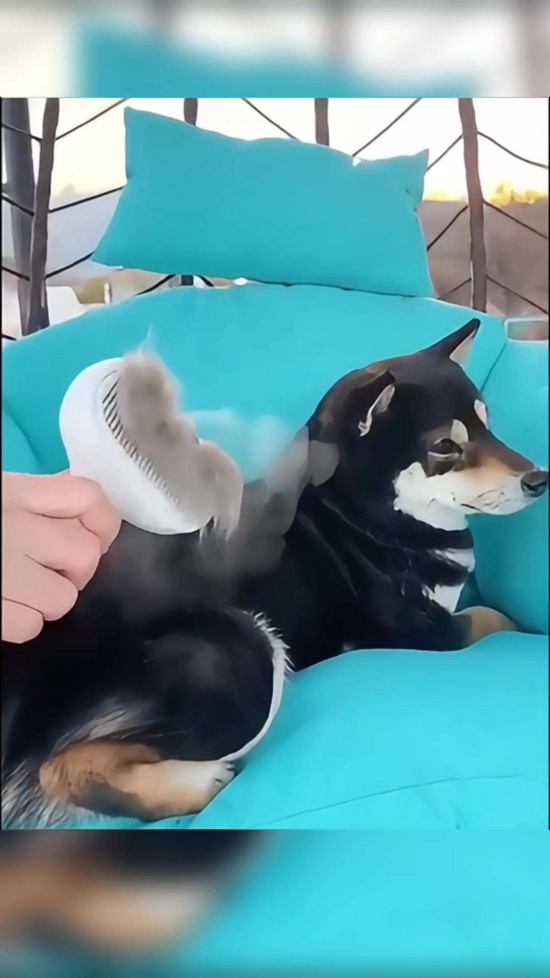 Pets perfeitamente cuidados em minutos!
