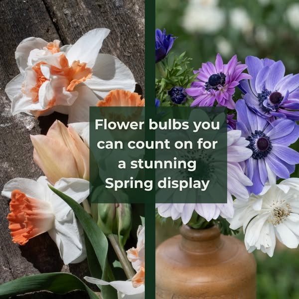 Top Quality Bulbs at Outstanding Prices