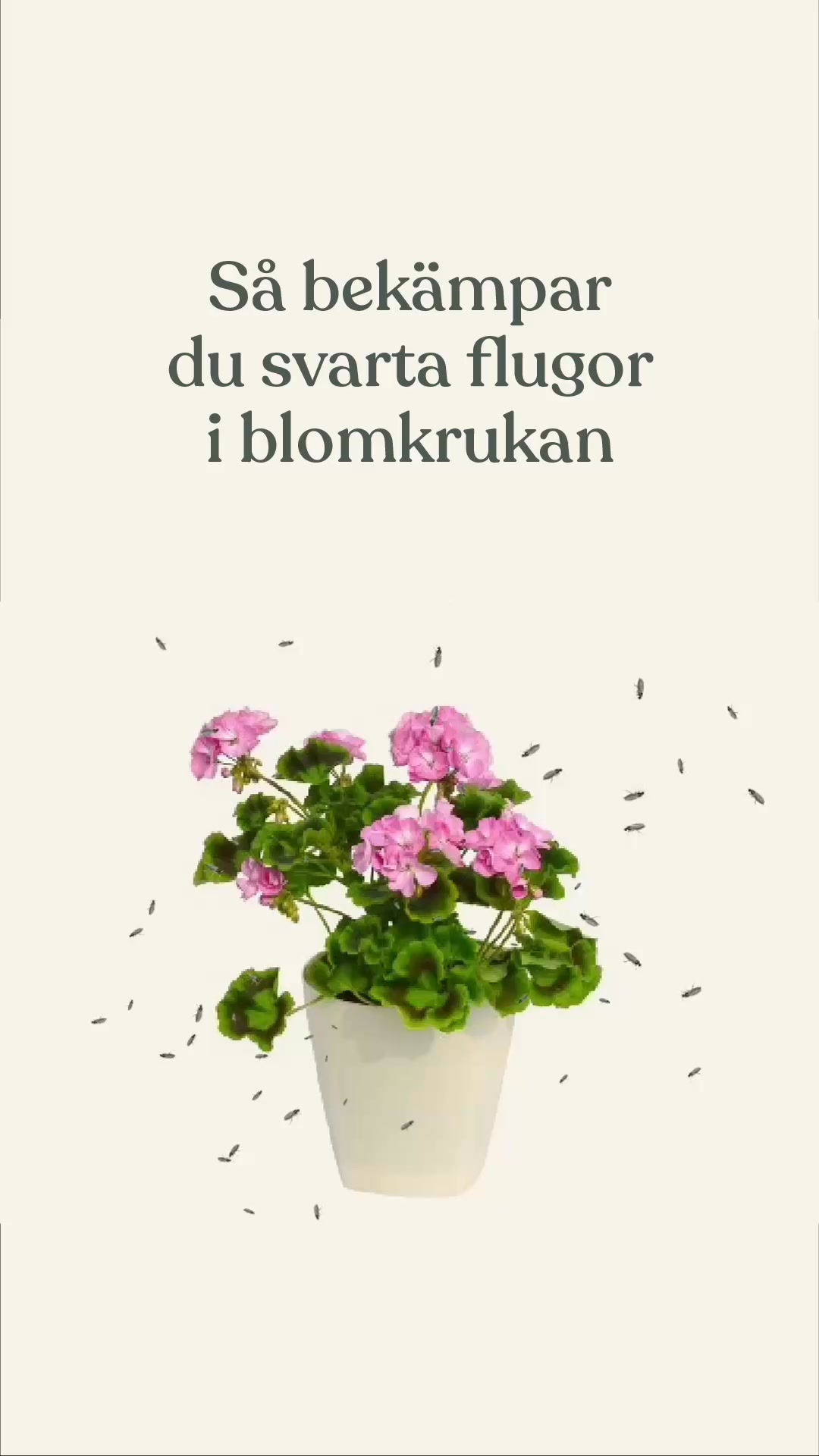Så bekämpar du svarta flugor i blomkrukan